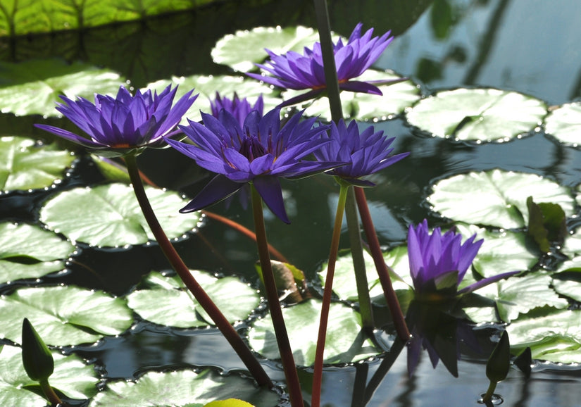 Nymphaea Director T. G Moore
