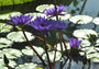 Nymphaea Director T. G Moore