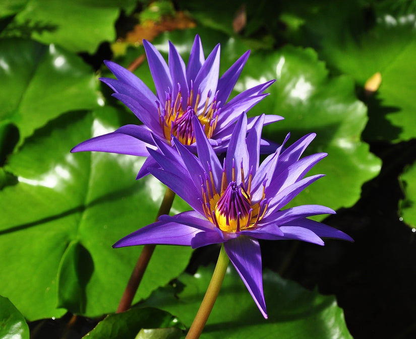Nymphaea Director T. G Moore