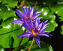 Nymphaea Director T. G Moore