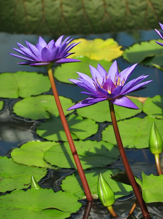 Nymphaea Director T. G Moore