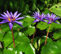 Nymphaea Director T. G Moore