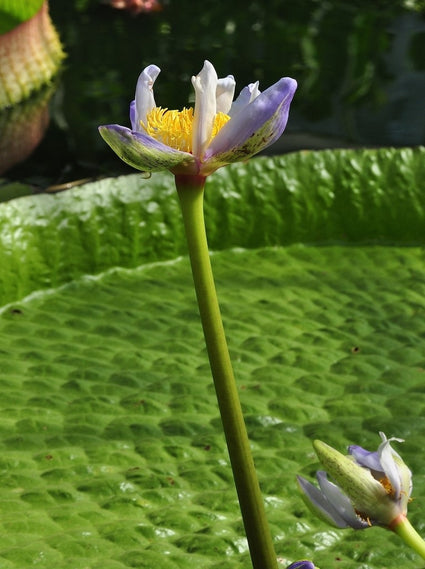 Nymphaea Gigantea