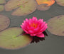 Nymphaea marliaceae rosea closeup