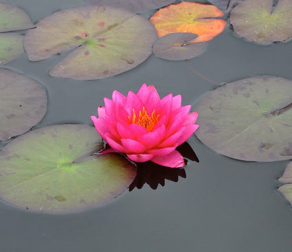 Nymphaea marliaceae rosea closeup