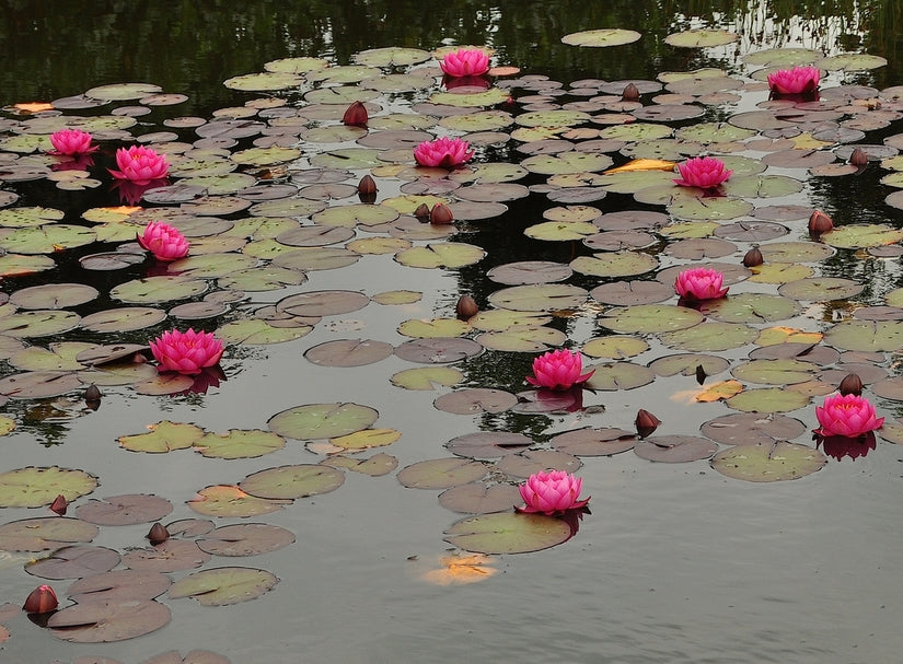 Nymphaea marliaceae rosea closeup