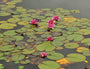 Nymphaea marliaceae rosea closeup