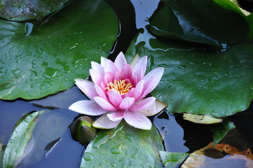 Waterlelie Nymphaea 'Rose Arey'