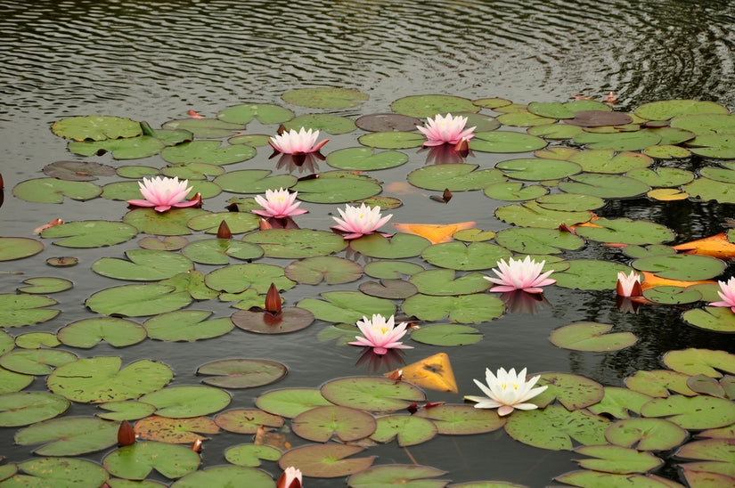 Waterlelie Nymphaea 'Rose Arey'