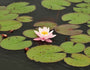 Waterlelie Nymphaea 'Rose Arey'