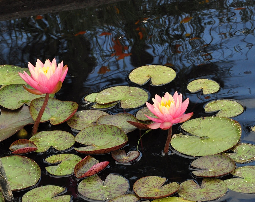 Waterlelie Nymphaea 'Rose Arey'