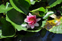 Waterlelie Nymphaea 'Rose Arey'