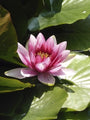 Waterlelie Nymphaea 'Rose Arey'