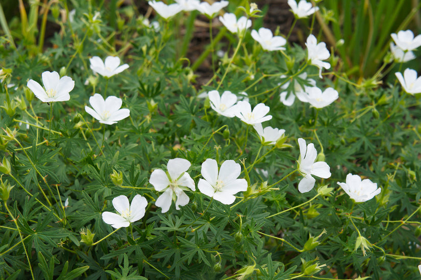  ooievaarsbek-Geranium-sanguineum-Album.jpg