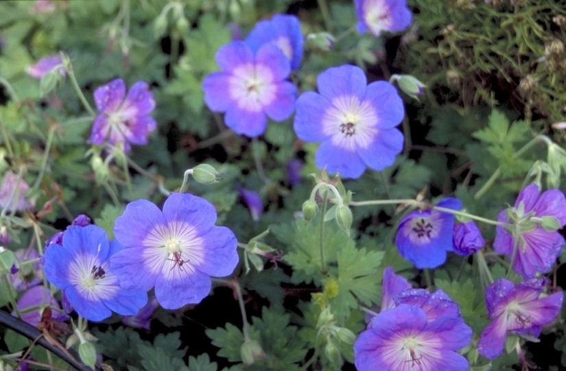 Ooievaarsbek - Geranium 'Rozanne' 