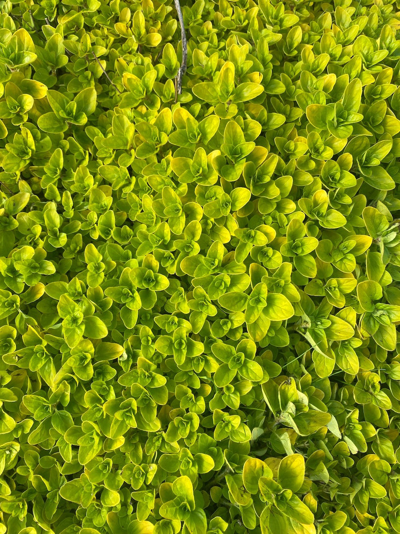 Oregano plant