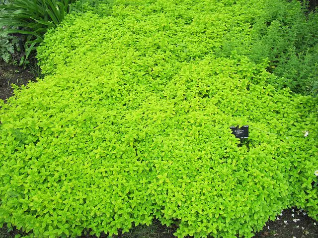 origanum_vulgare_aureum_-_majoraan_marjolein_640_x_480.webp