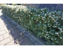 osmanthus_burkwoodii-als-wintergroene-geurende-haag.webp