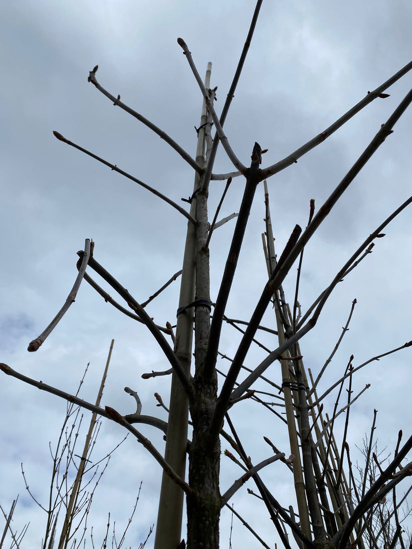 paardenkastanje bladverliezende kastanje boom