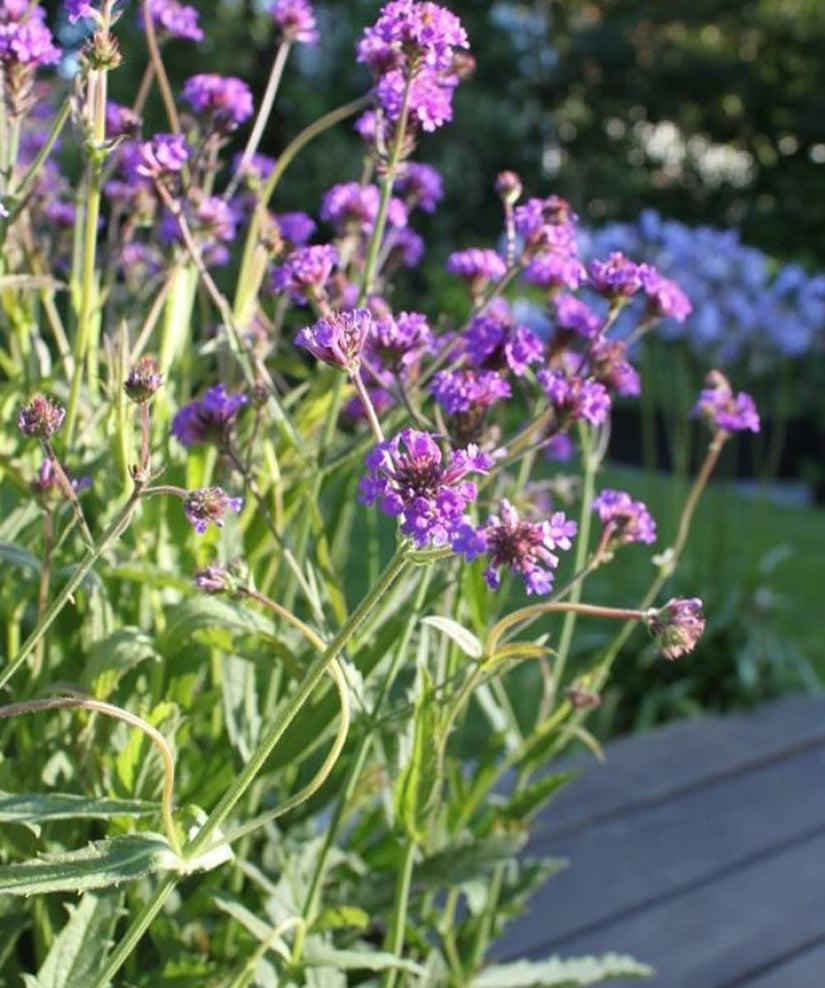 Tuinplanten borderpakket paars