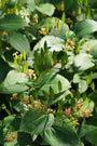 paddenlelie-Tricyrtis-latifolia.jpg