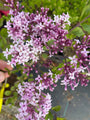 Sering - Syringa meyeri 'Palibin'