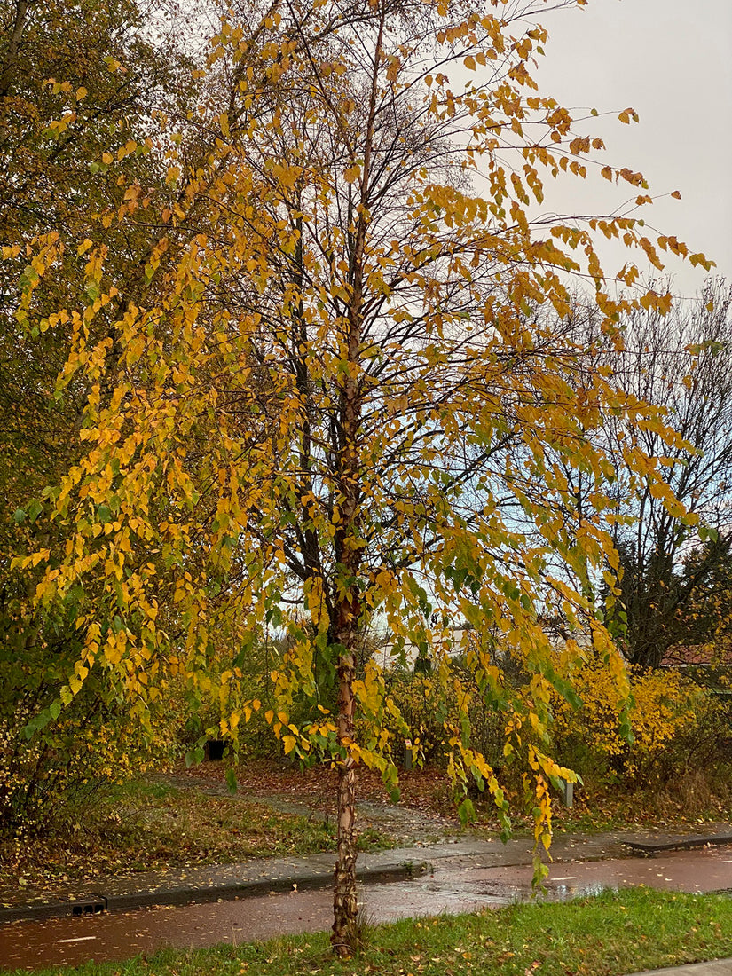 Papierberk - Betula papyrifera (november)