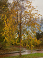 Papierberk - Betula papyrifera (november)