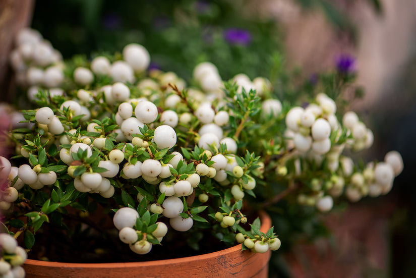 witte parelbes, Pernettya mucronata 'Alba struik