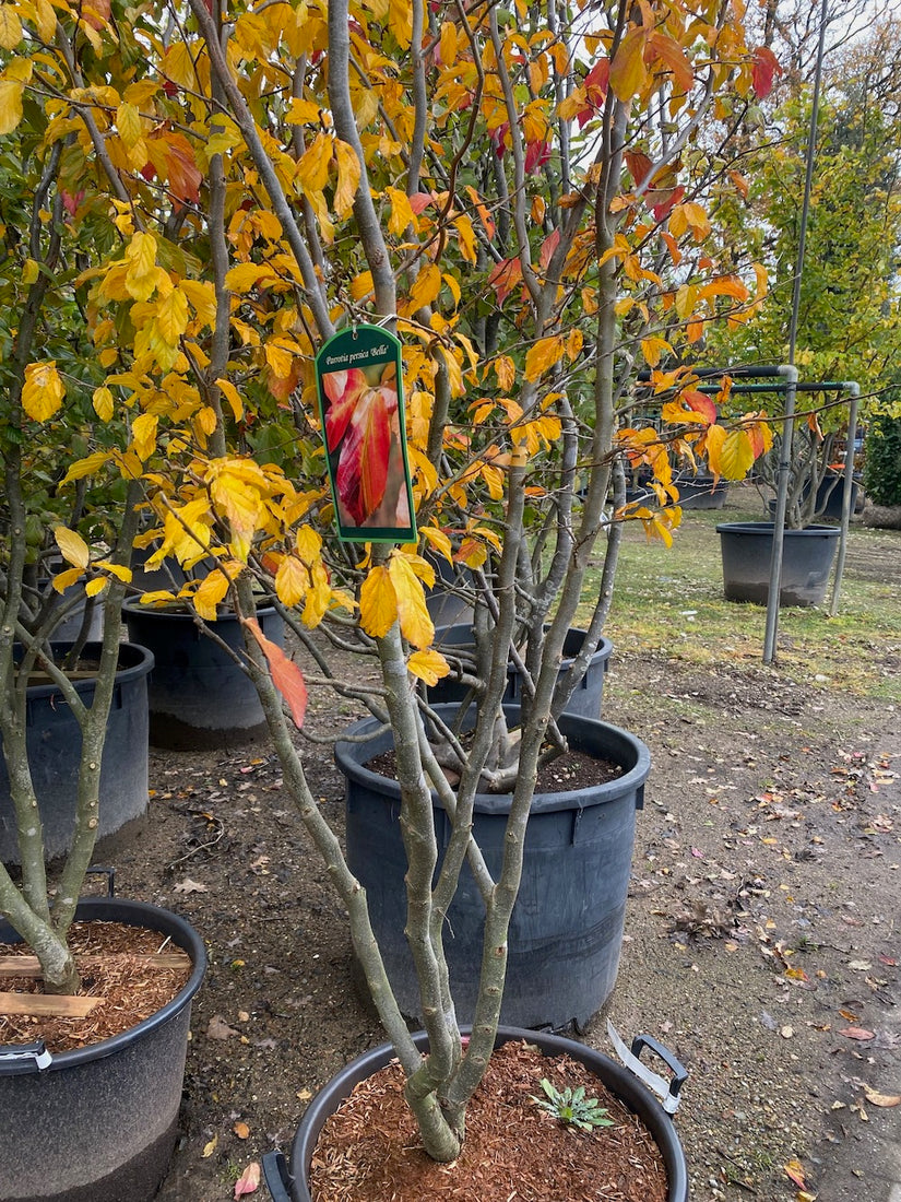 parrotia persica bella meerstammige boom