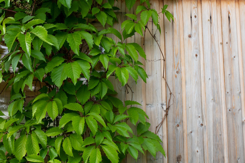 parthenocissus henryana chinese wingerd klimplant