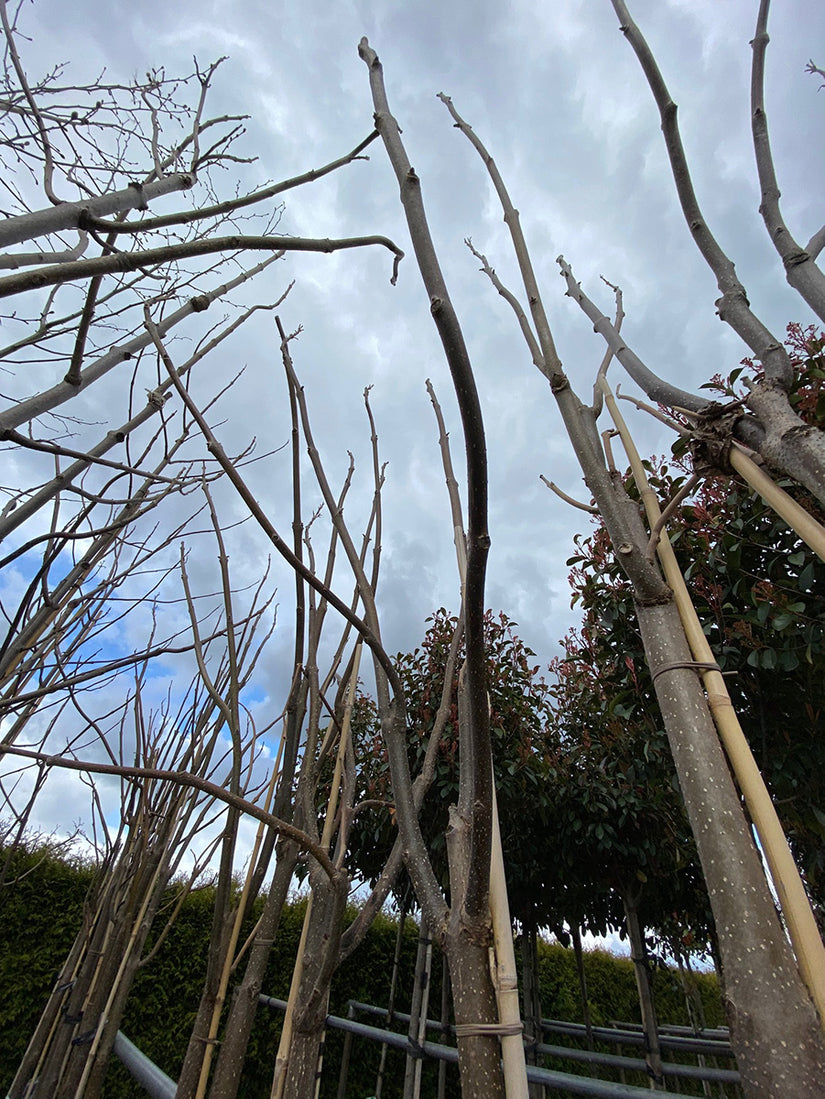 Anna Paulownaboom - Paulownia fortunei 'April light'