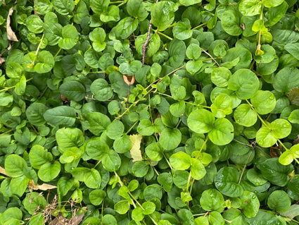 Blad Penningkruid - Lysimachia nummularia