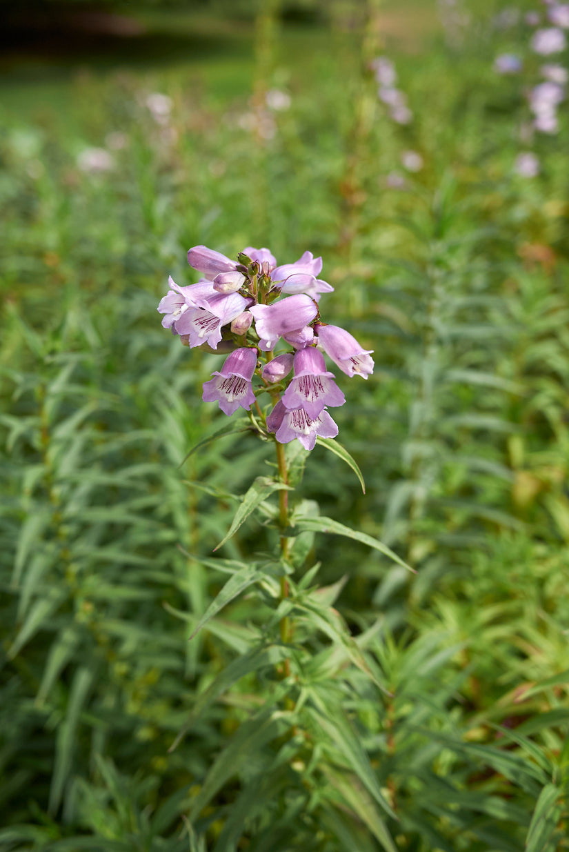 penstemon-sour-grapes-slangenkop-plant.jpg