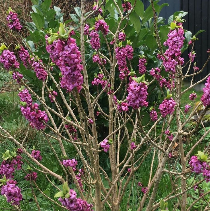 Bloeiende heesters border tuin peperboompje