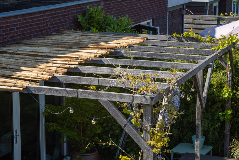 pergola klimplanten pakket set