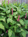 Persicaria amplexicaulis 'Speciosa'