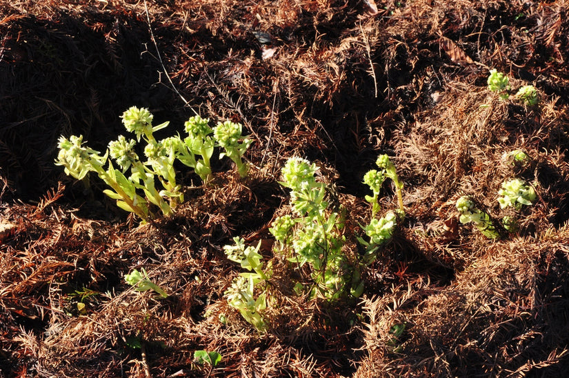 Petasites fragrans