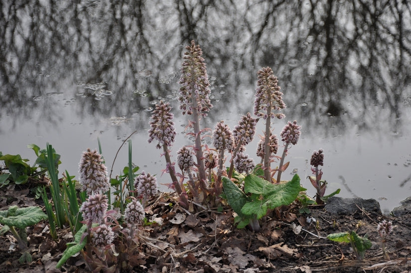 Petasites hybridus