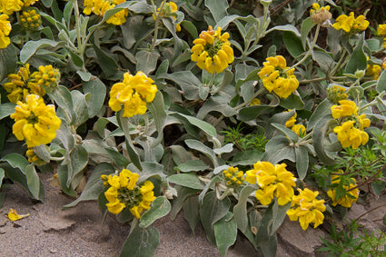 phlomis-fruticosa.jpg