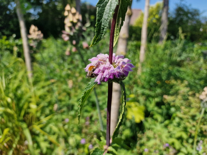 Phlomis tuberosa 'Amazone' 