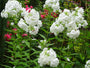 phlox-david-plant.jpg