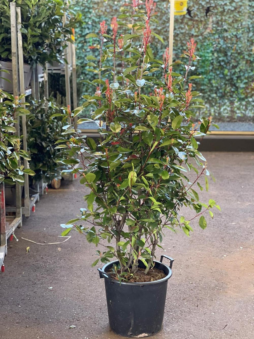 Photinia haag