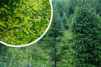 Echte kerstboom - Fijnspar - Picea abies met kluit