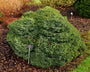 Picea omorika 'Pimoko'