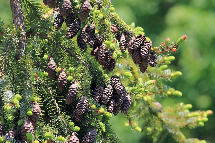 picea-omorika-takken-dennenappel-boom-detail.jpg