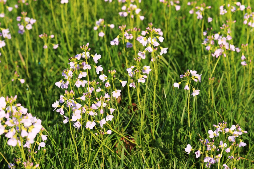 pinksterbloem-Cardamine-pratensis.jpg