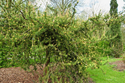 Pinus banksiana