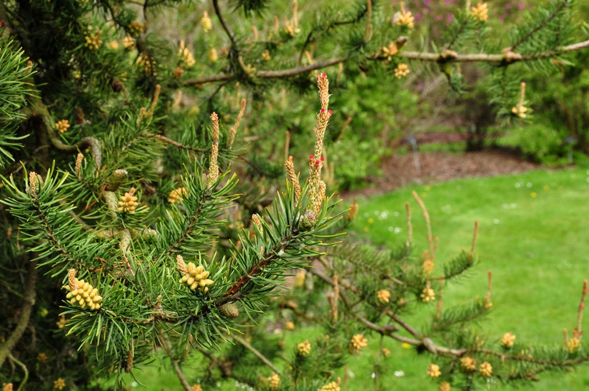 Pinus banksiana