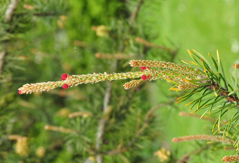 Pinus banksiana